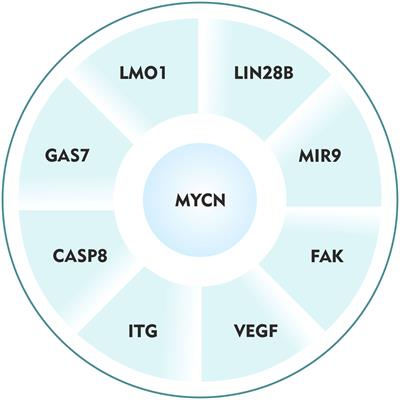 Metastasis in neuroblastoma: the MYCN question